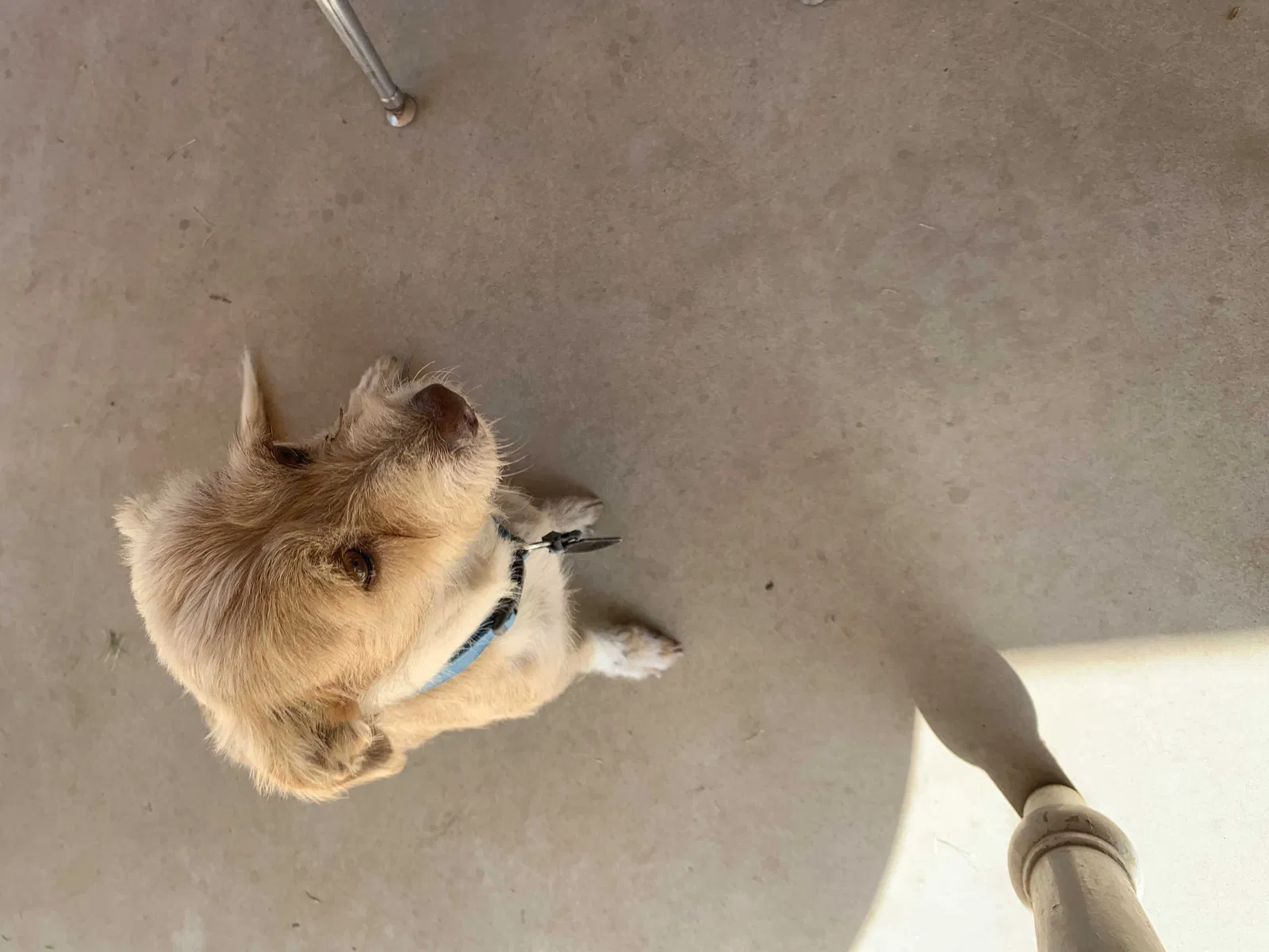 Lost dog in Selma, CA, 93662