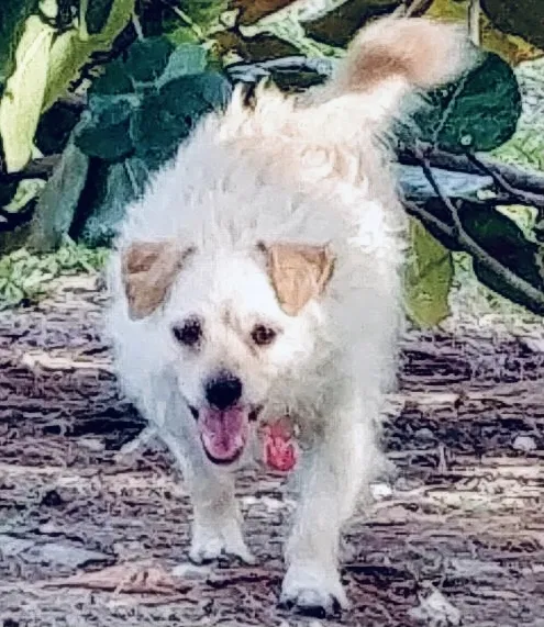 Lost dog in Fort Lauderdale, FL, 33311