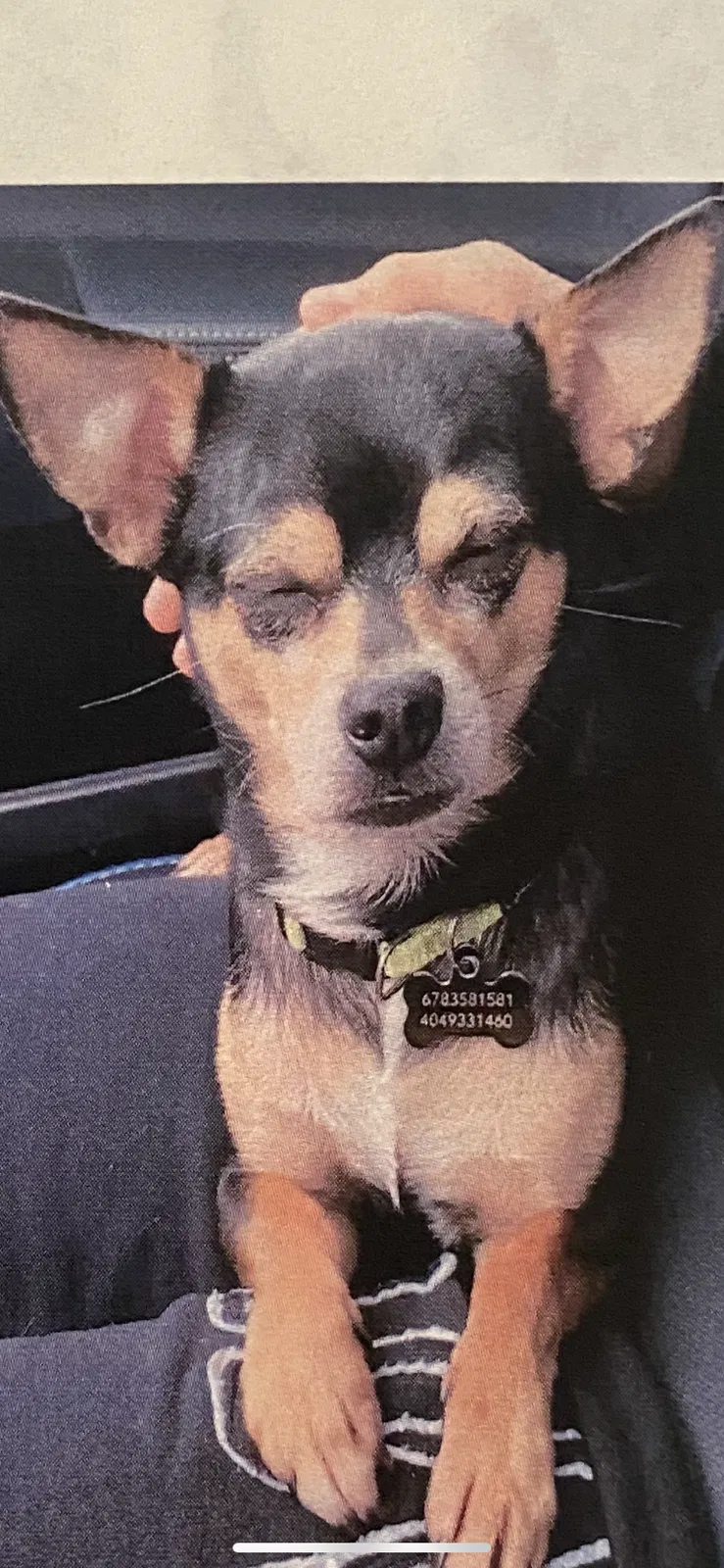 Lost dog in Snellville, GA, 30039