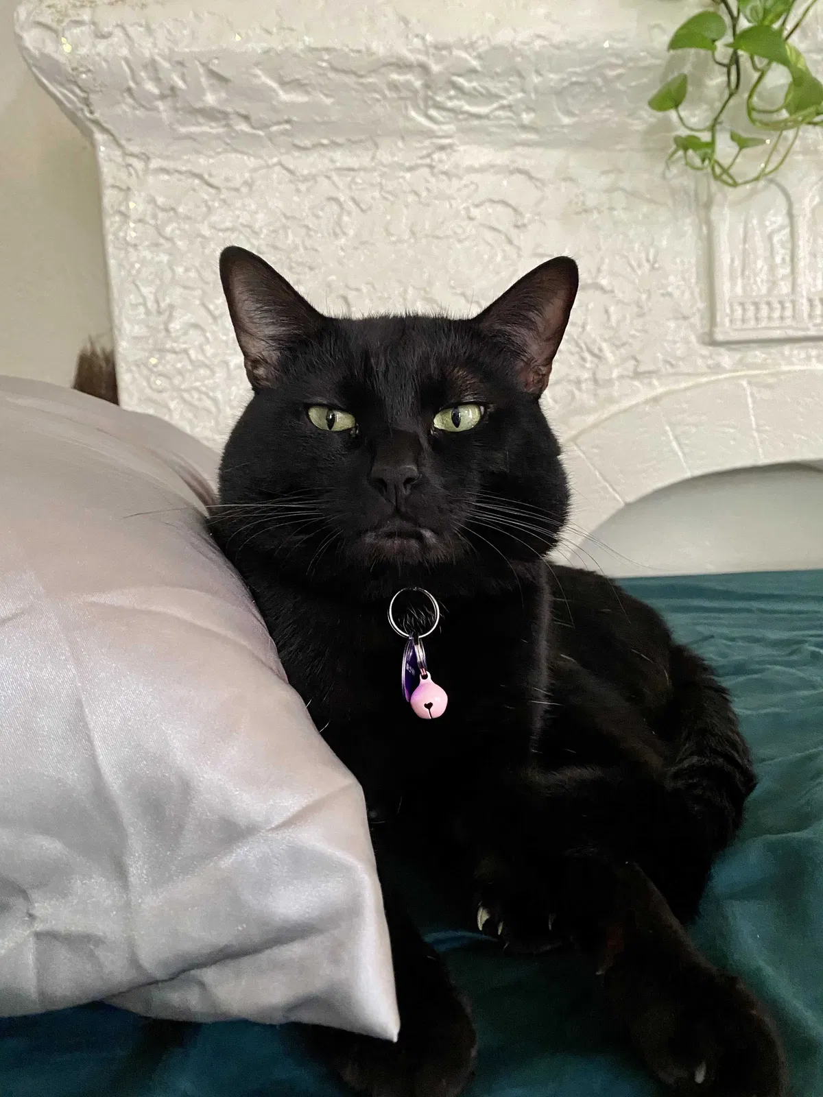 Lost cat in San Diego, CA, 92104