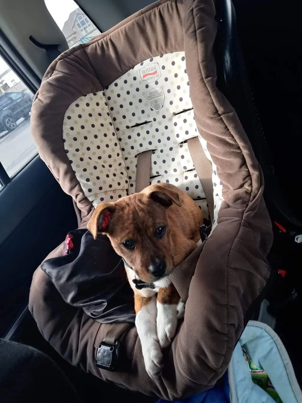 Lost dog in Wallsburg, UT, 84082