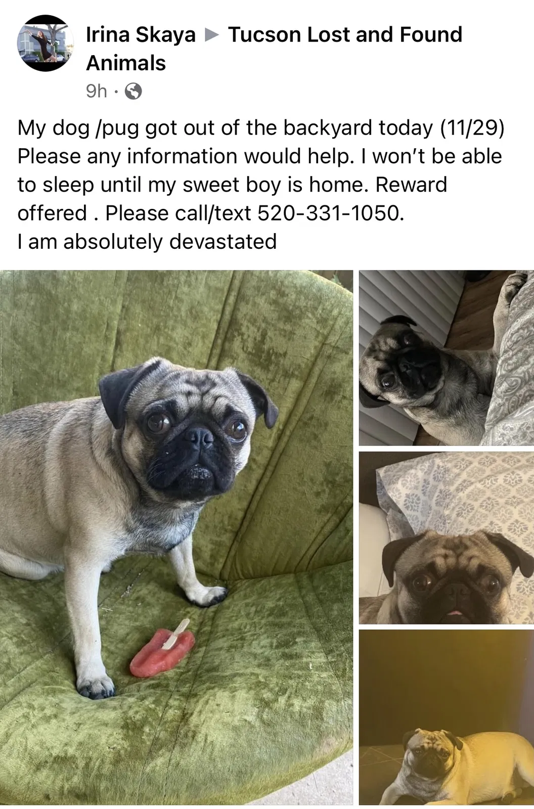 Lost dog in Tucson, AZ, 85712