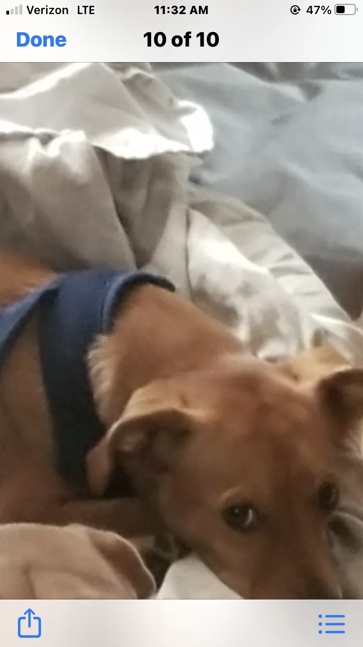 Lost dog in Bayside, NY, 11361