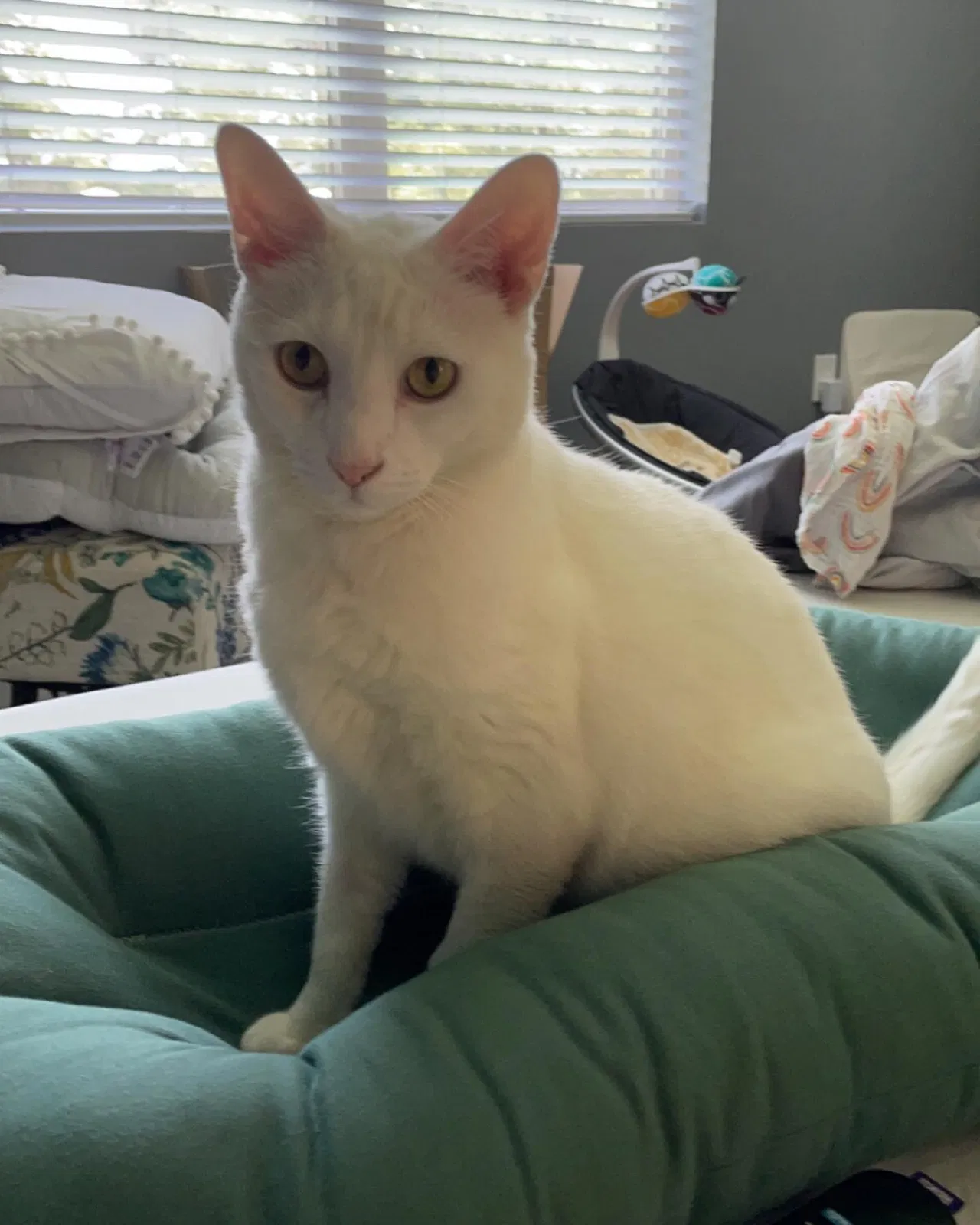 Lost cat in Sanford, FL, 32771