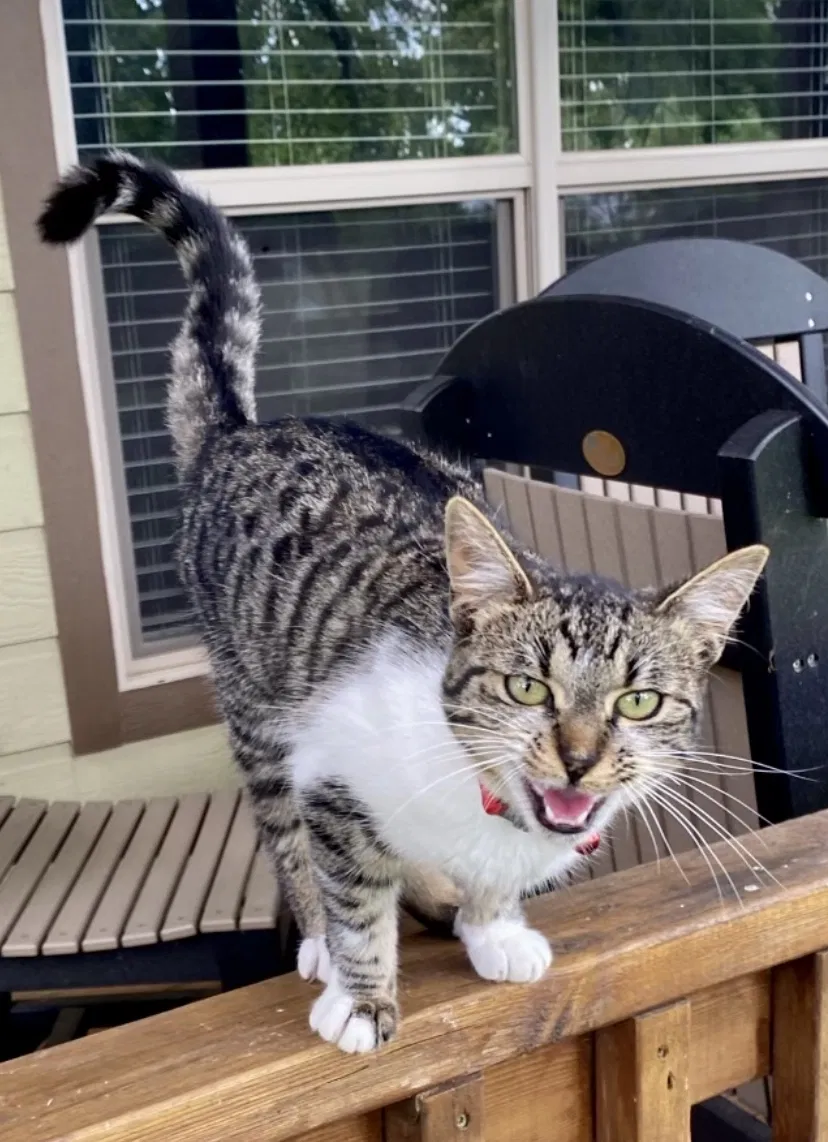 Lost cat in Azle, TX, 76020