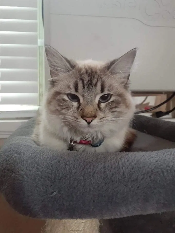 Lost cat in Moreno Valley, CA, 92553