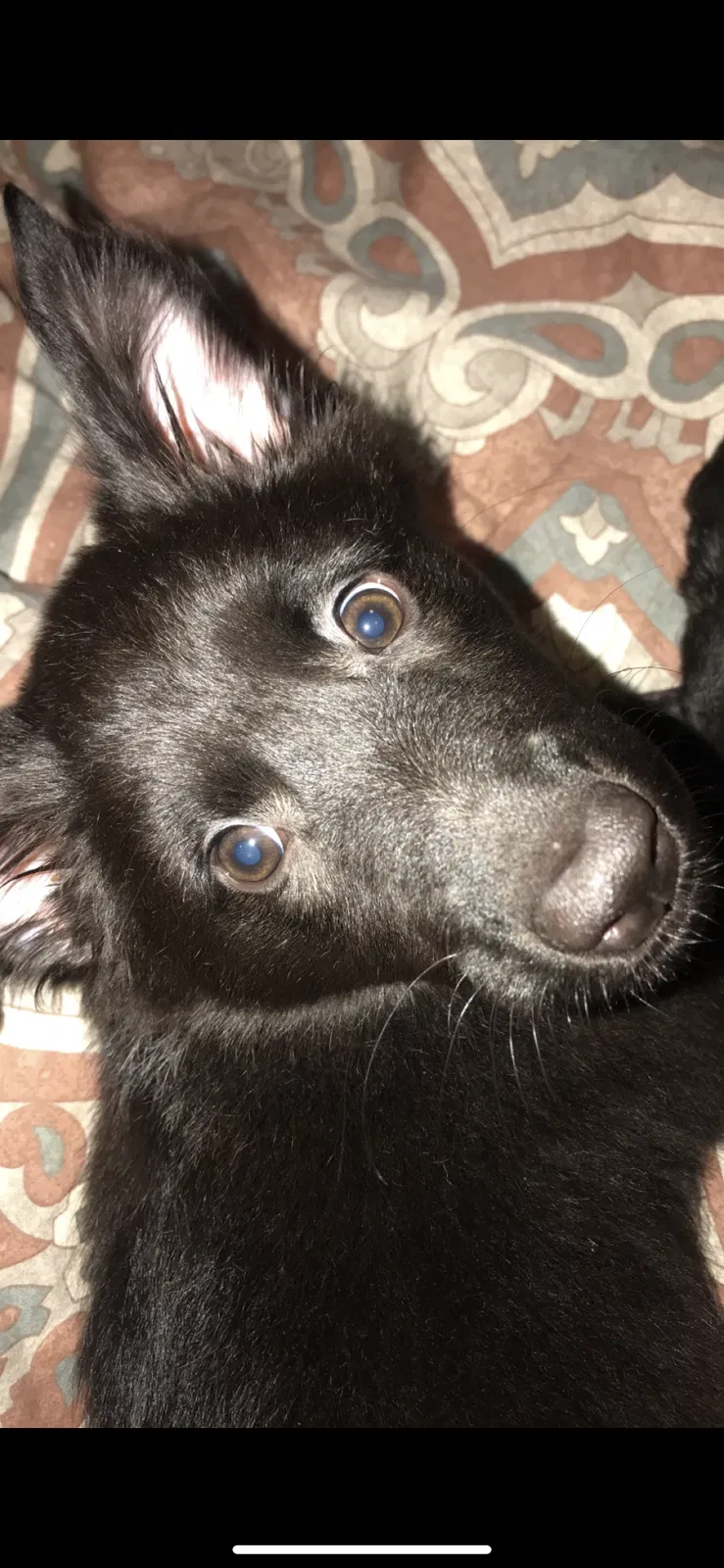 Lost dog in Ridgeville, SC, 29472