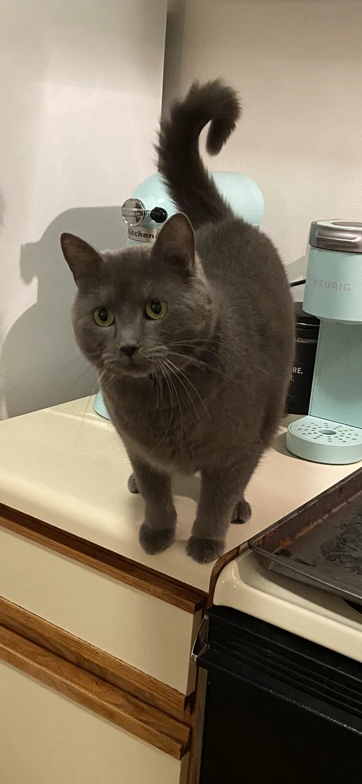 Lost cat in Chesapeake, VA, 23320