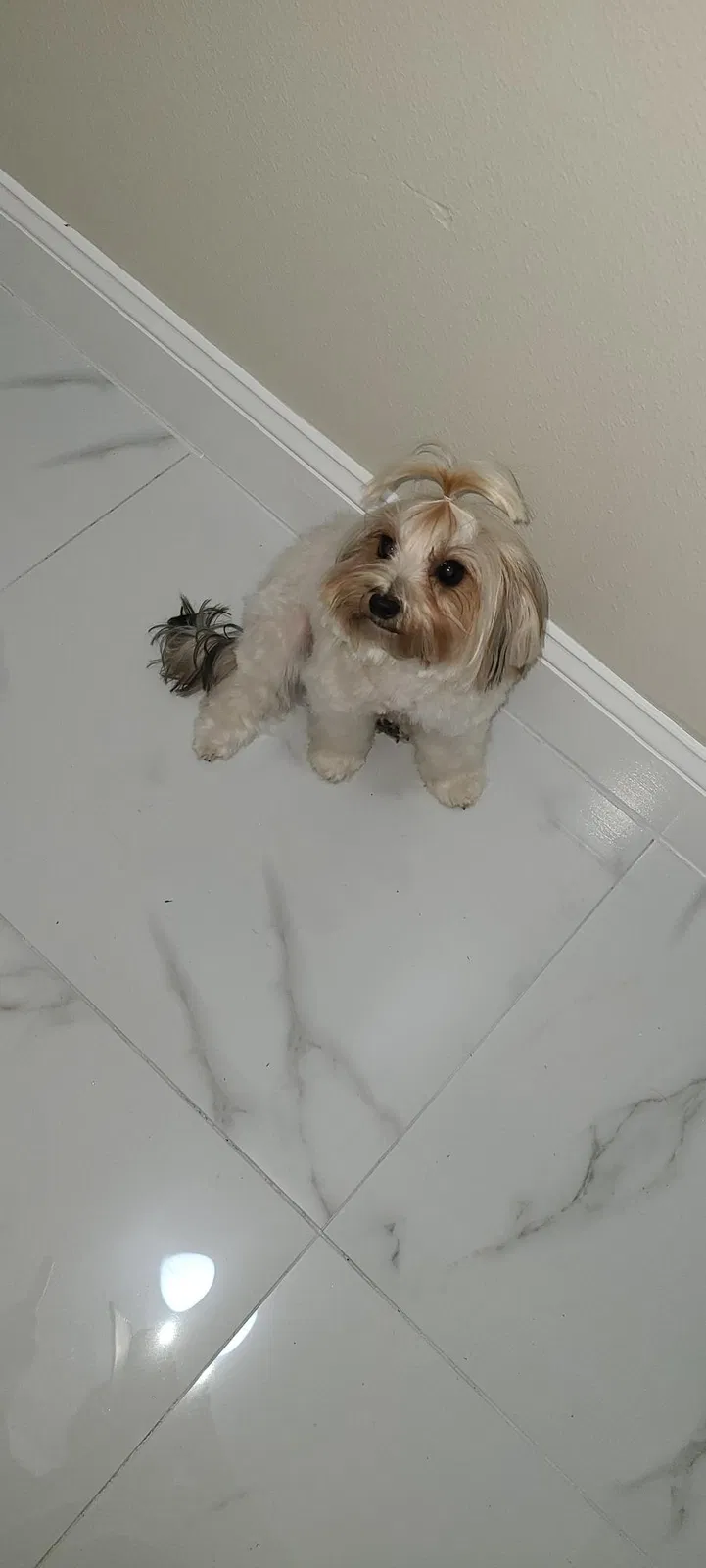Lost dog in Brooksville, FL, 34613
