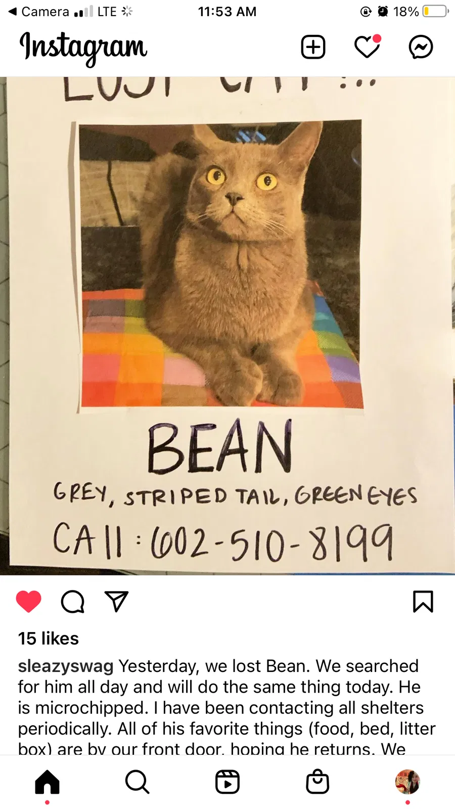 Lost cat in Phoenix, AZ, 85016