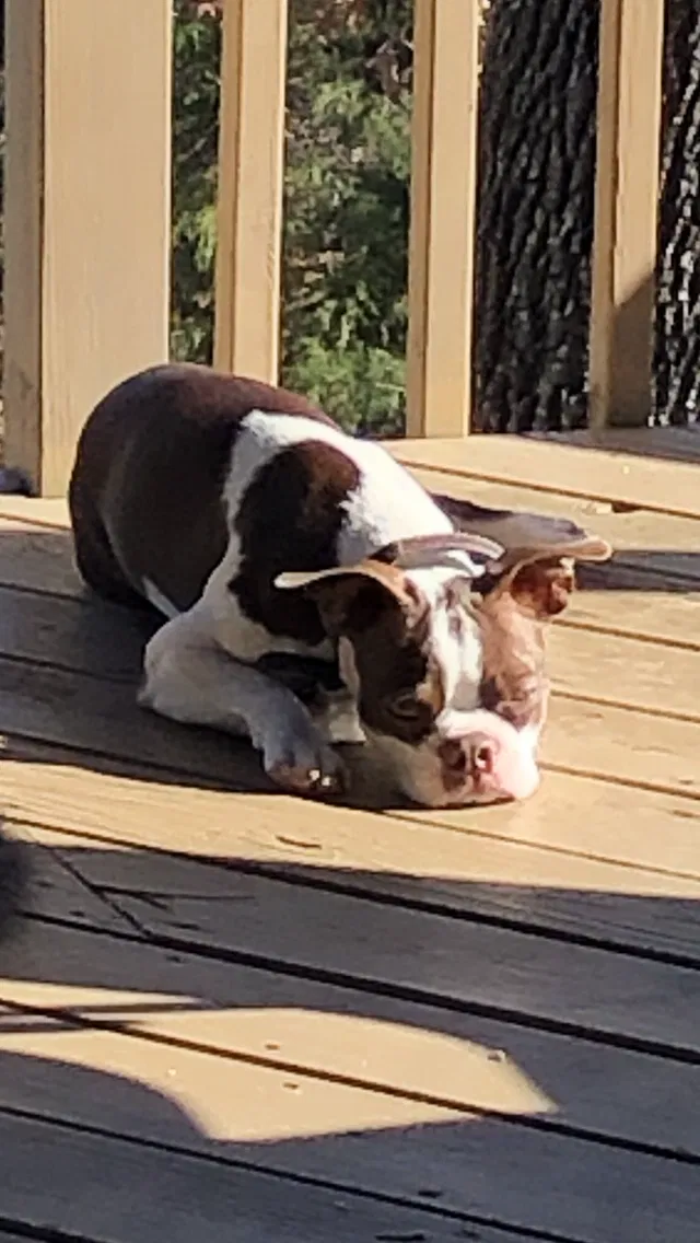 Lost dog in Kimberling City, MO, 65686