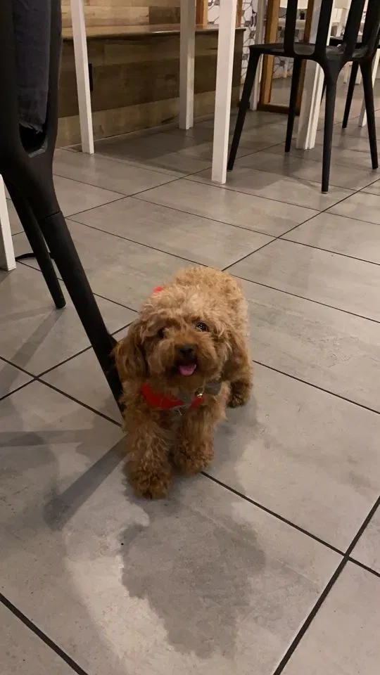 Lost dog in Nipton, CA, 92364