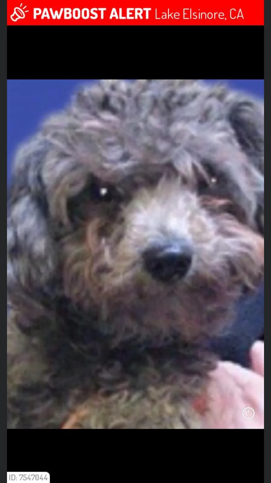 Lost dog in Lake Elsinore, CA, 92532