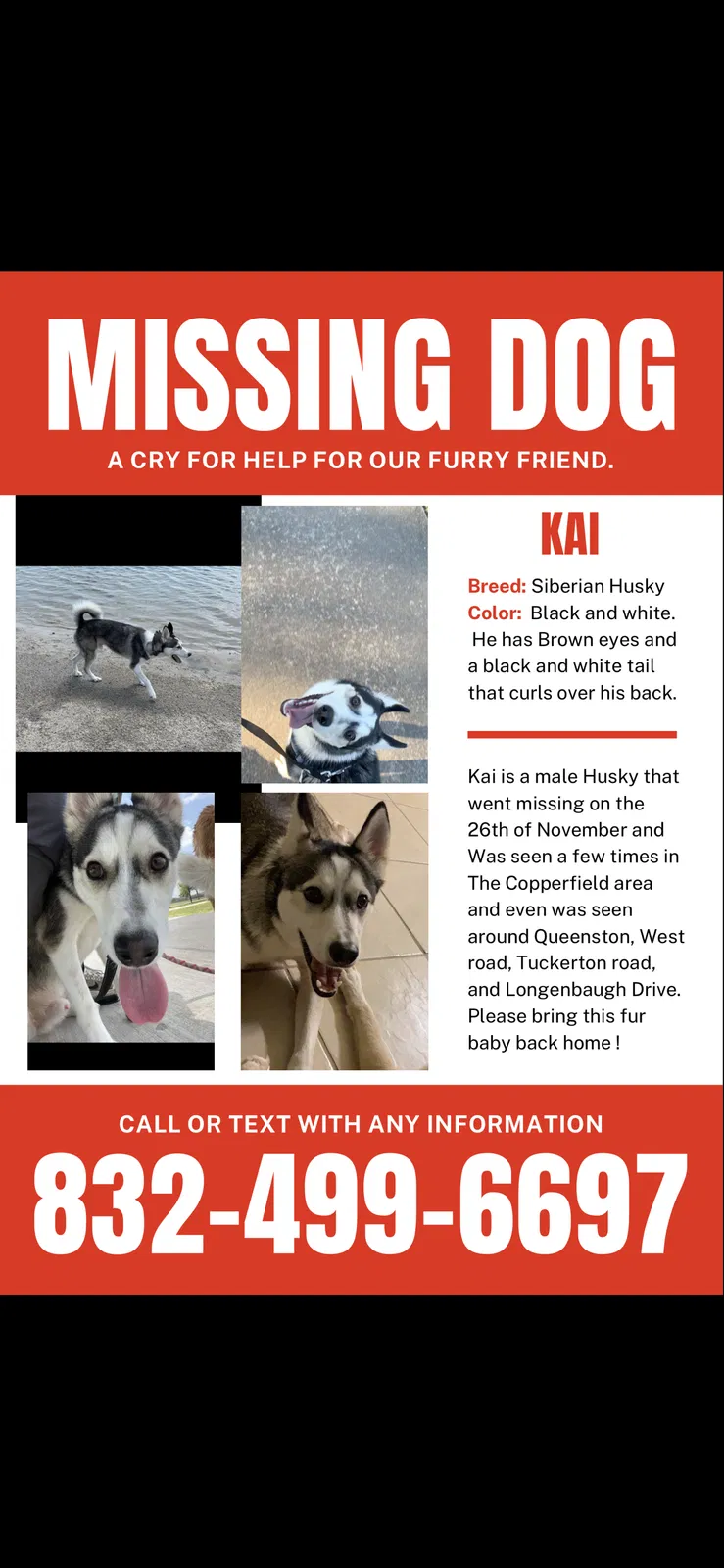 Lost dog in Houston, TX, 77095
