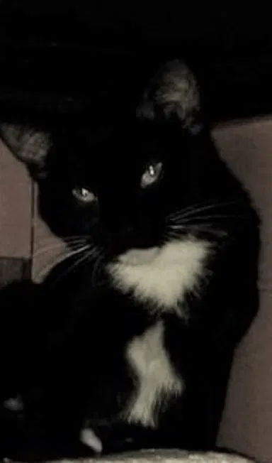 Lost cat in Spring Valley, CA, 91977