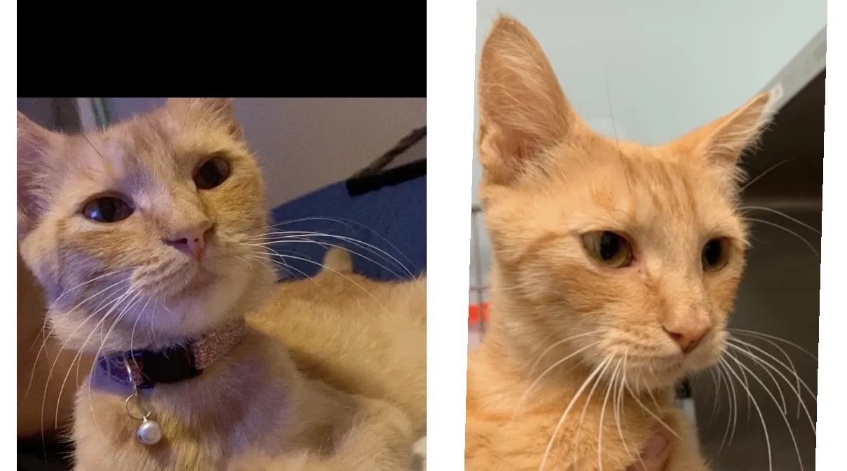Lost cat in Vista, CA, 92084
