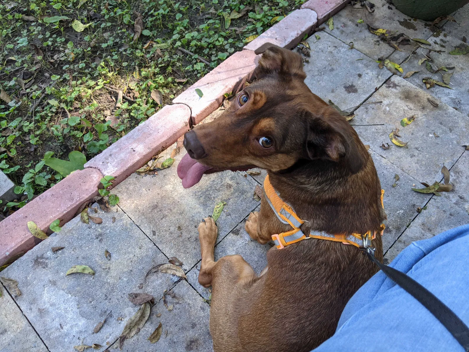 Lost dog in Decatur, GA, 30032