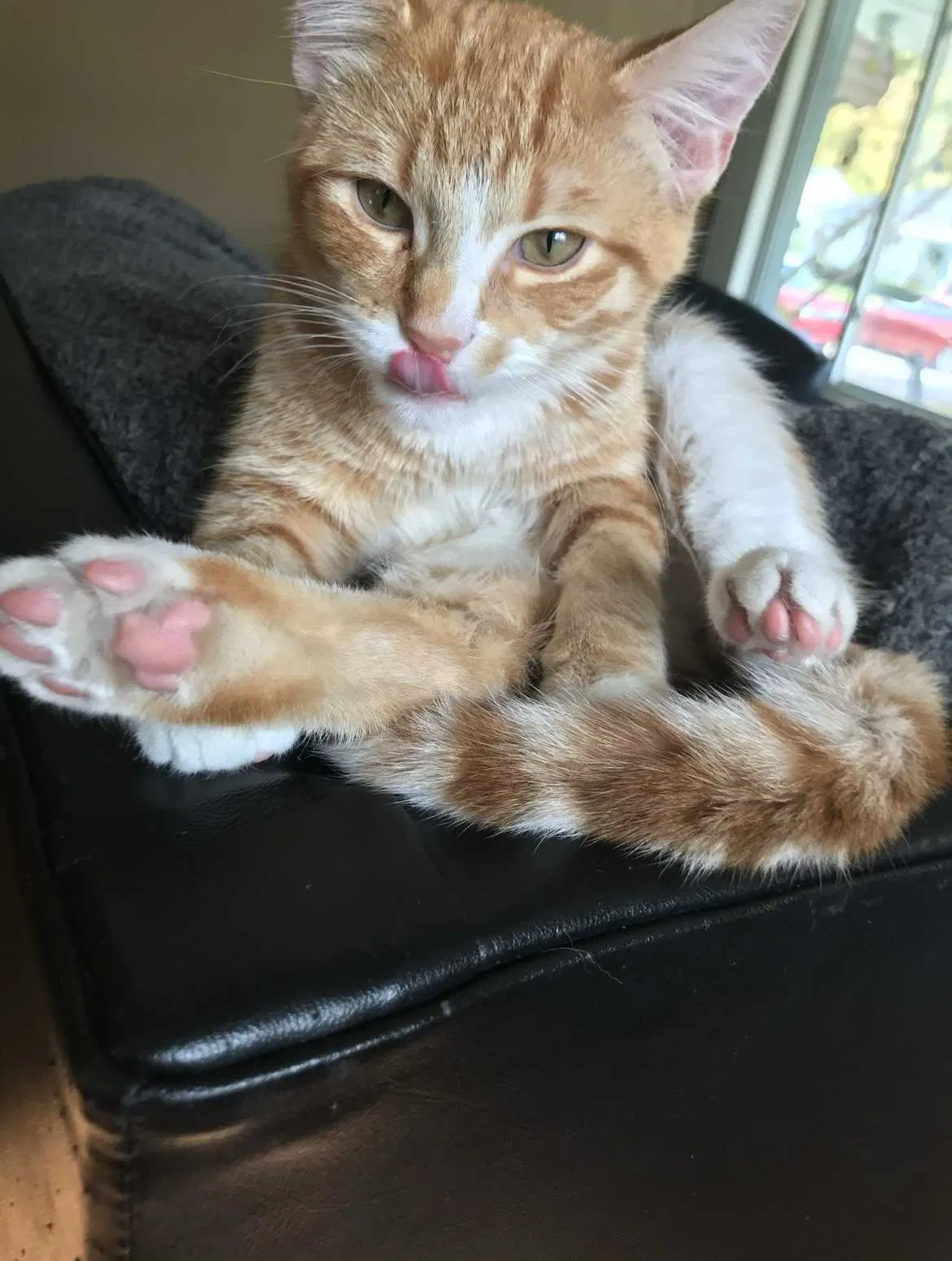 Lost cat in Eastpointe, MI, 48021