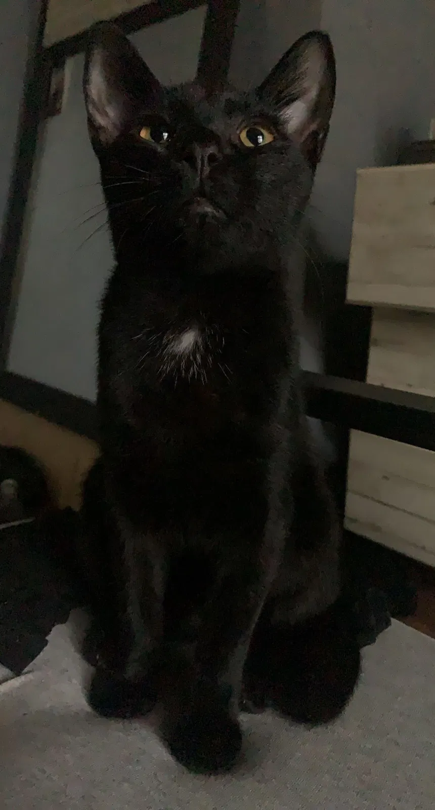 Lost cat in Dayton, OH, 45414
