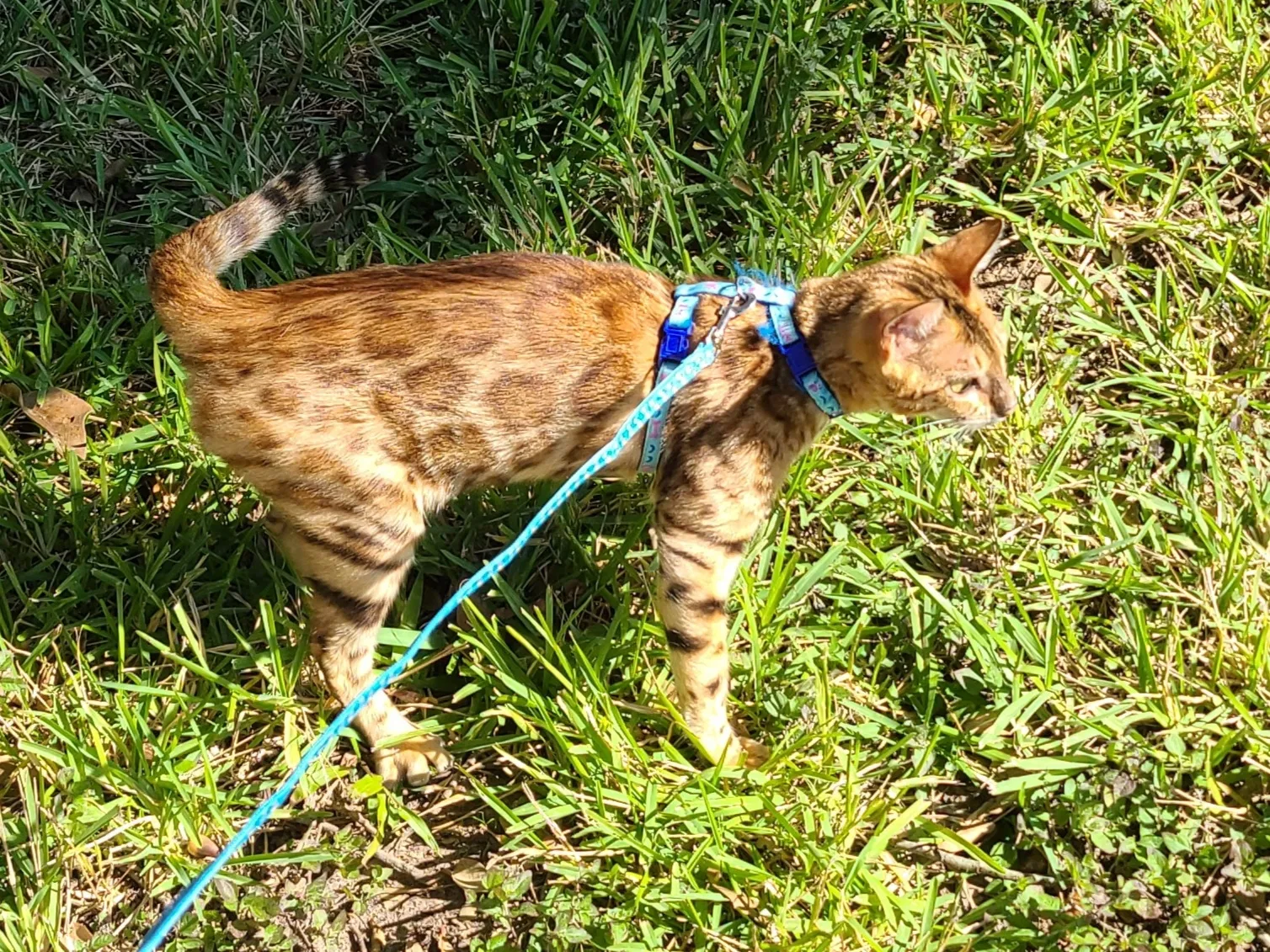 Lost cat in Katy, TX, 77450