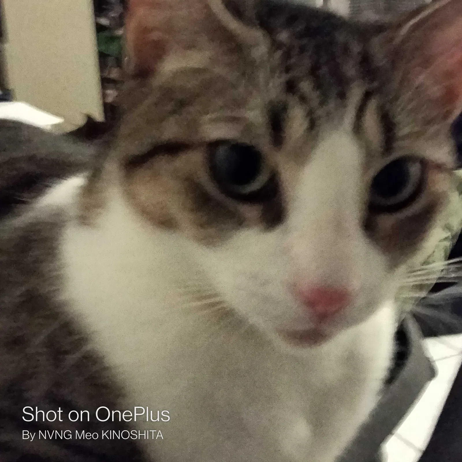 Lost cat in Honolulu, HI, 96825