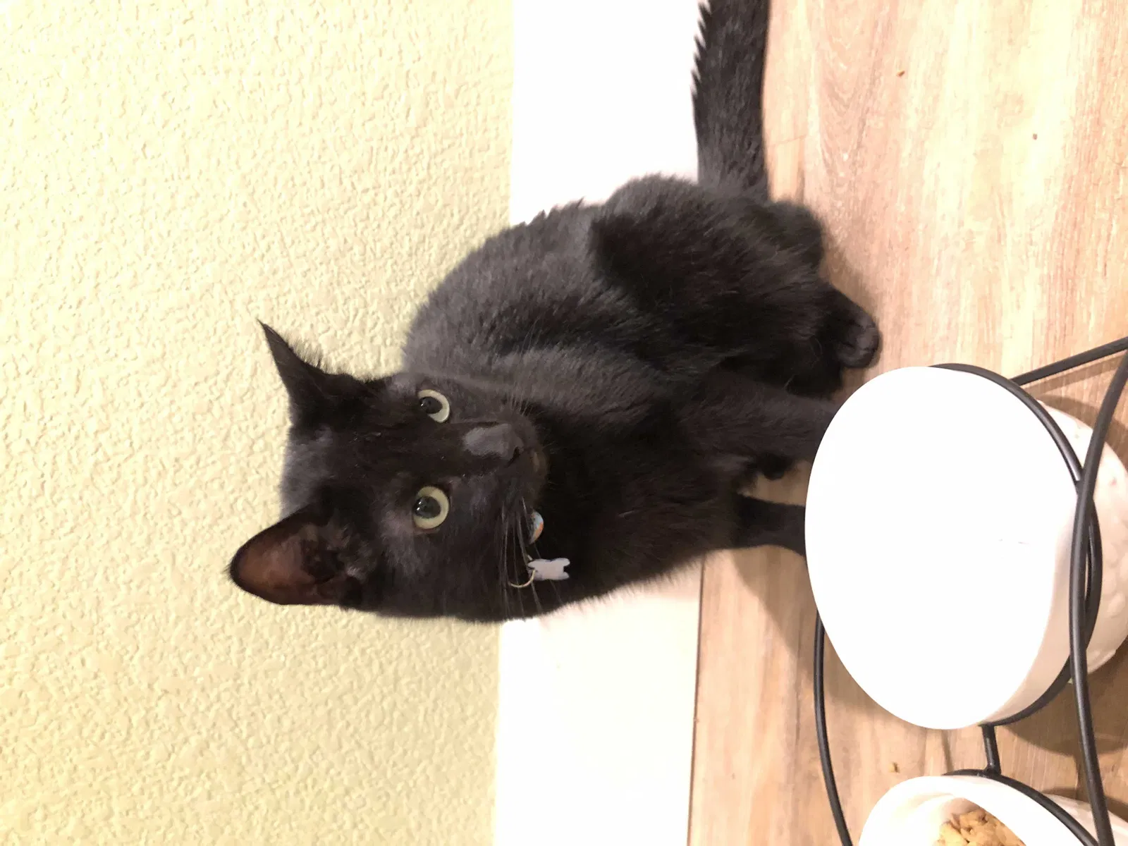 Lost cat in Pflugerville, TX, 78660