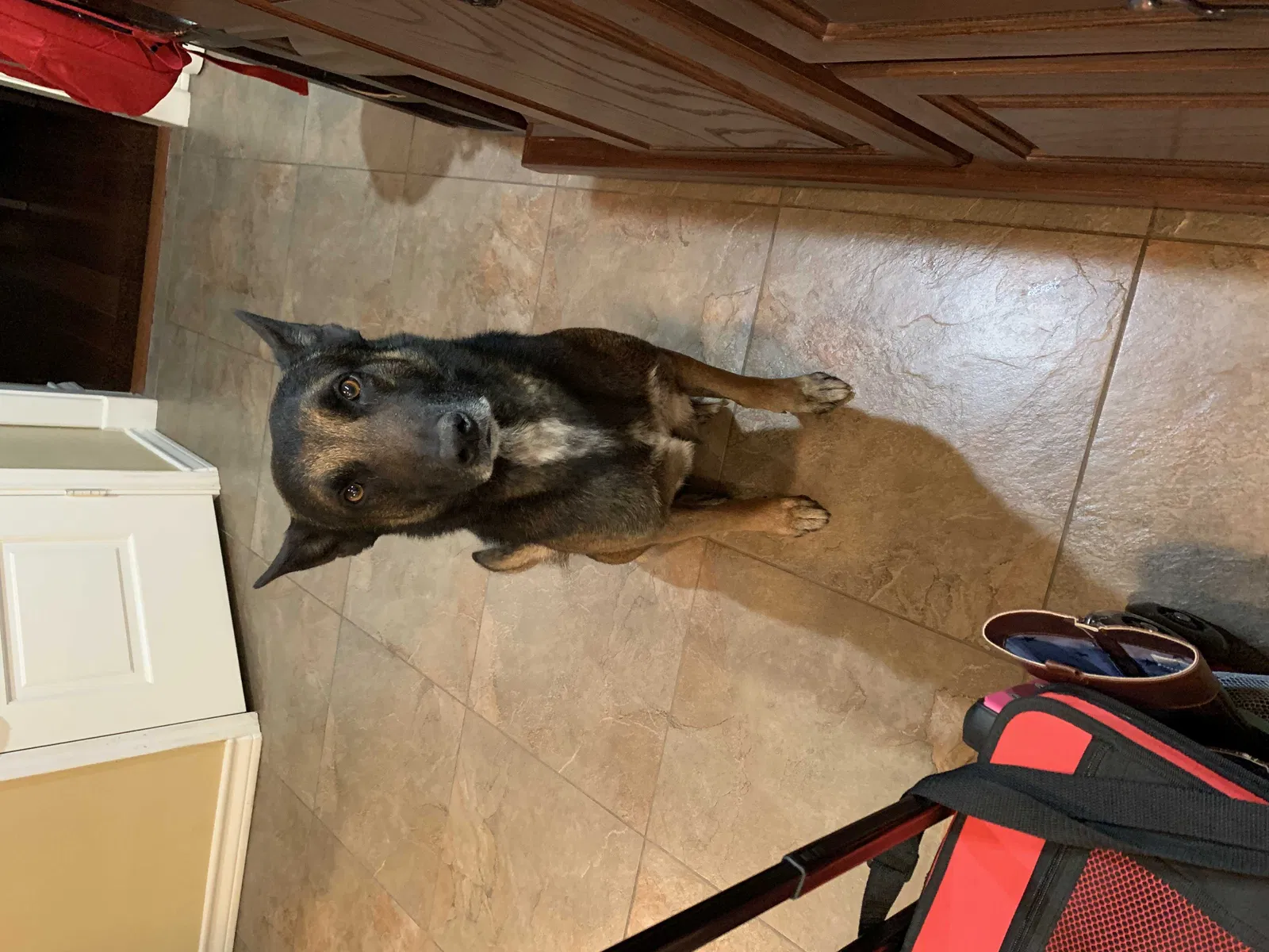 Lost dog in Mcallen, TX, 78504
