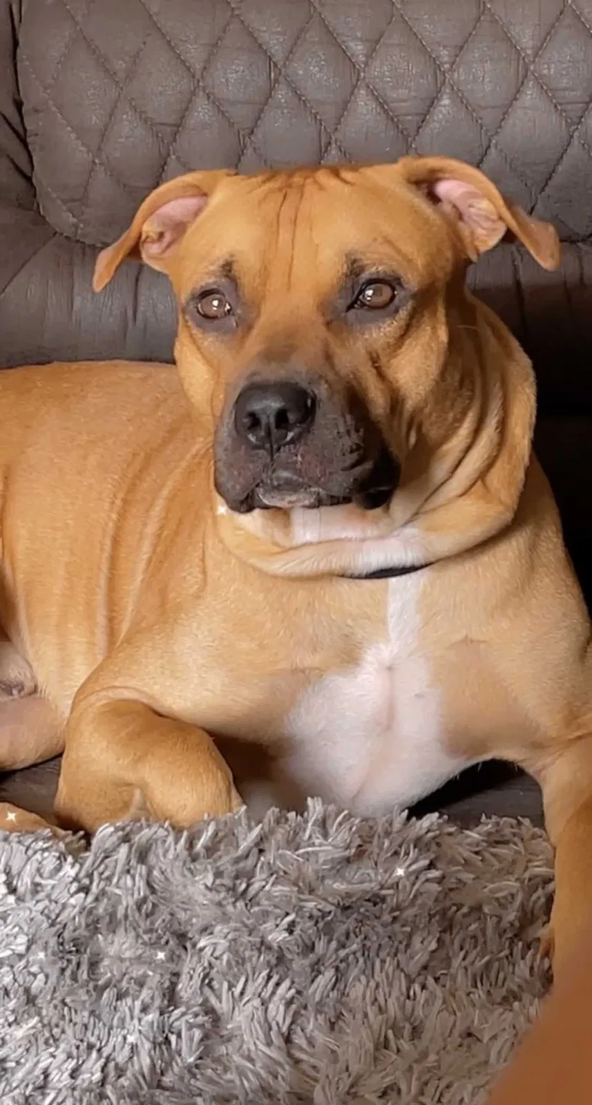 Lost dog in Little Rock, AR, 72209