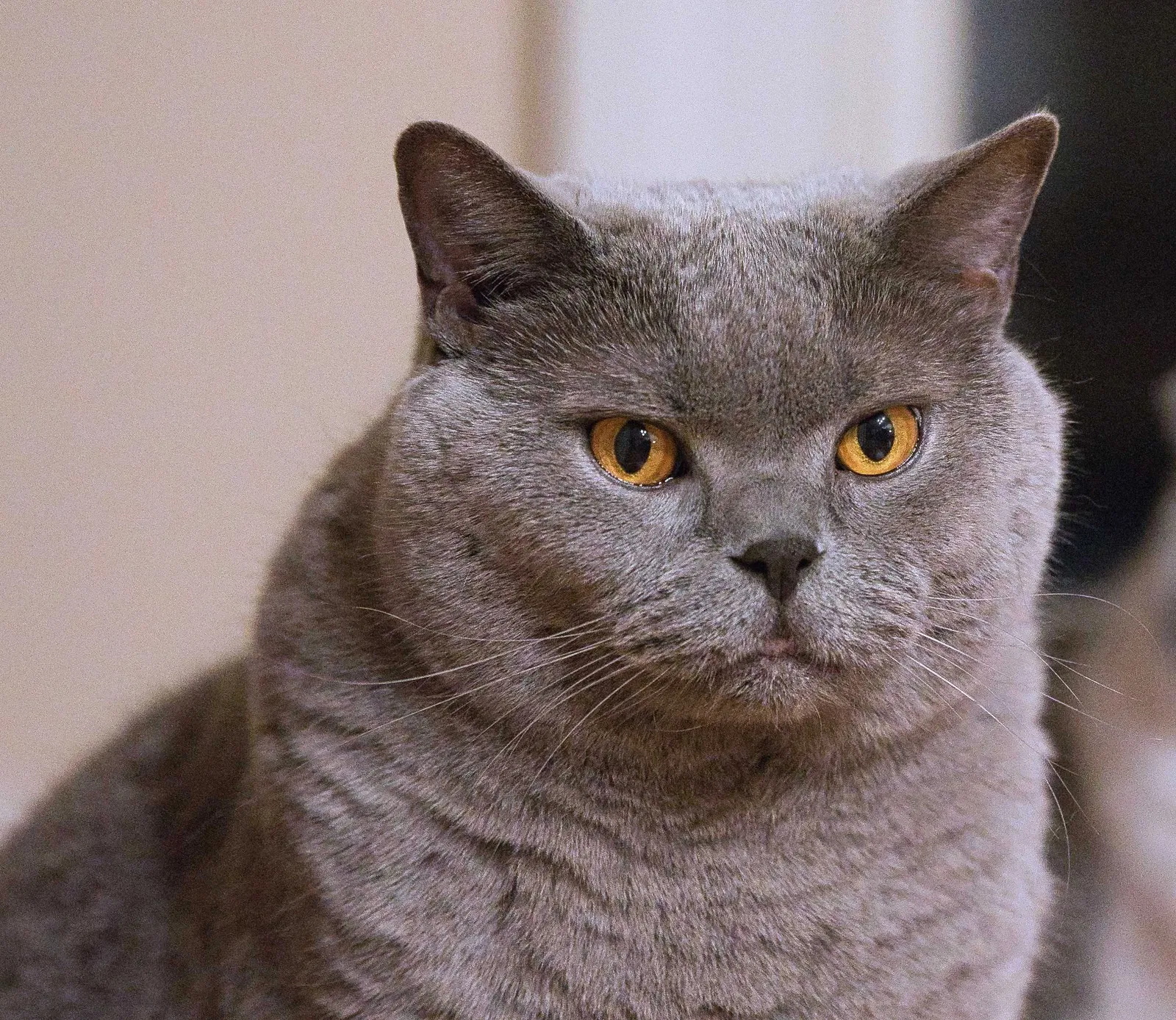 Lost cat in Collierville, TN, 38017