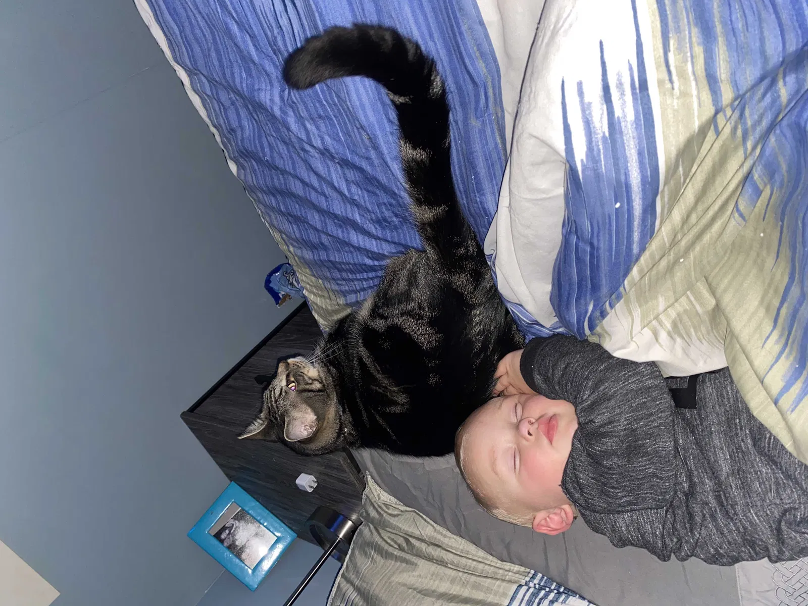 Lost cat in Land O Lakes, FL, 34638