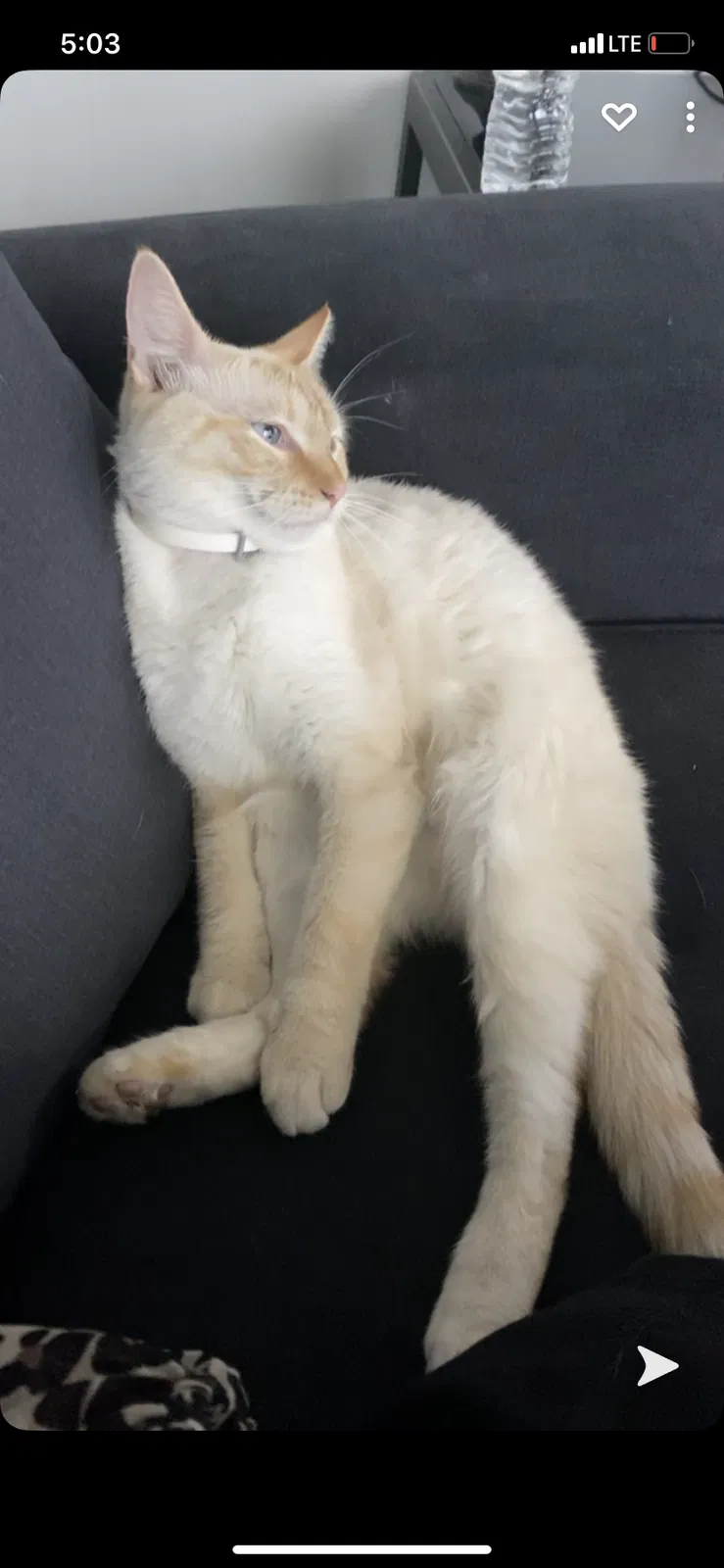 Lost cat in Oklahoma City, OK, 73114