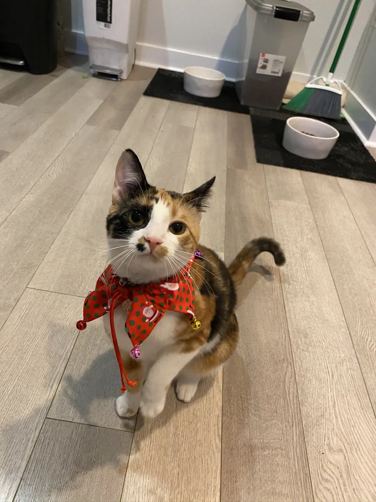 Lost cat in Pflugerville, TX, 78660
