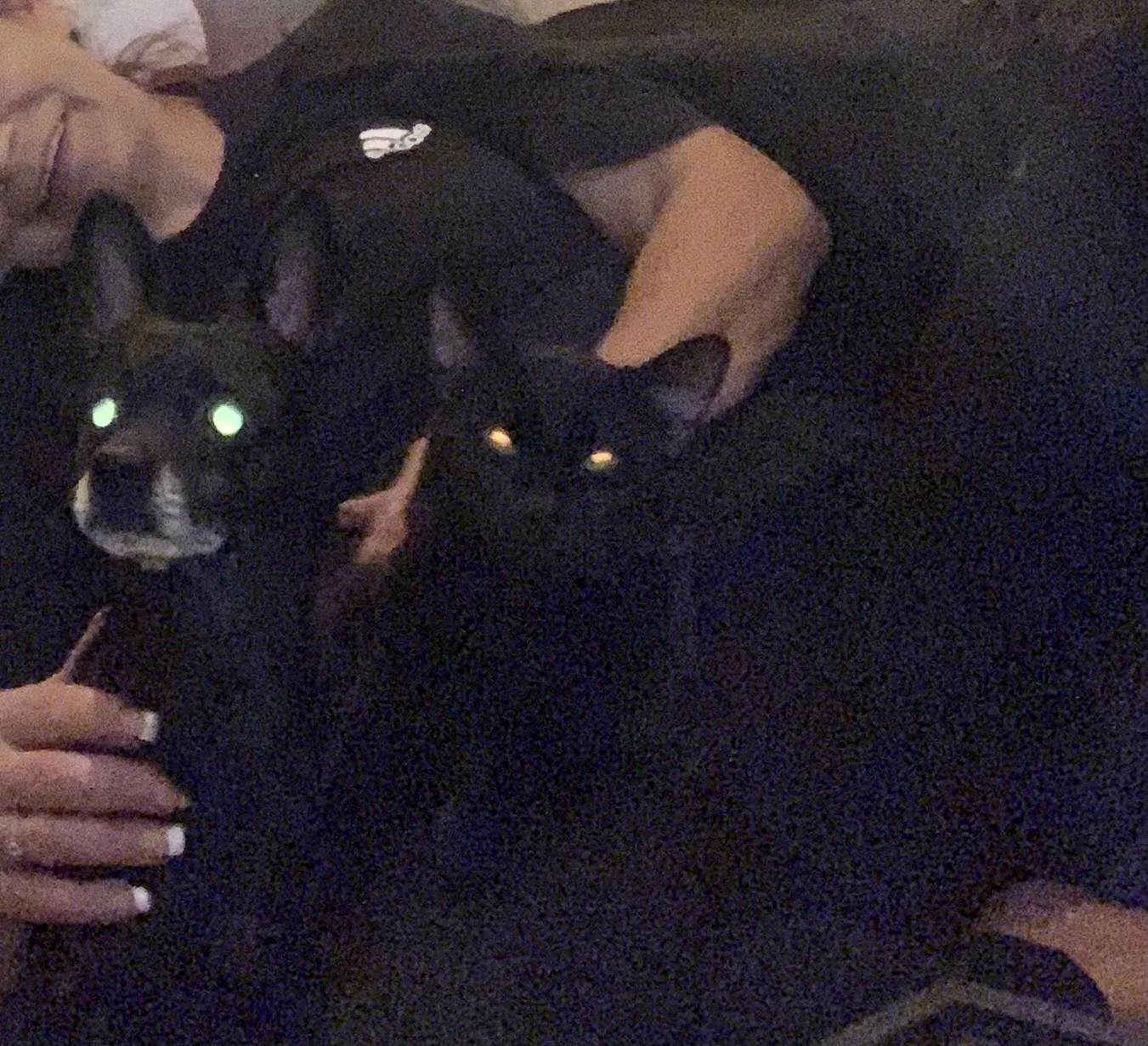 Lost cat in Phoenix, AZ, 85021