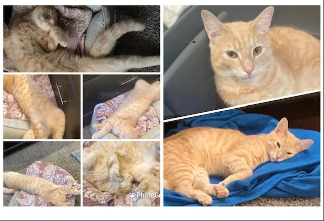 Lost cat in Philadelphia, PA, 19132