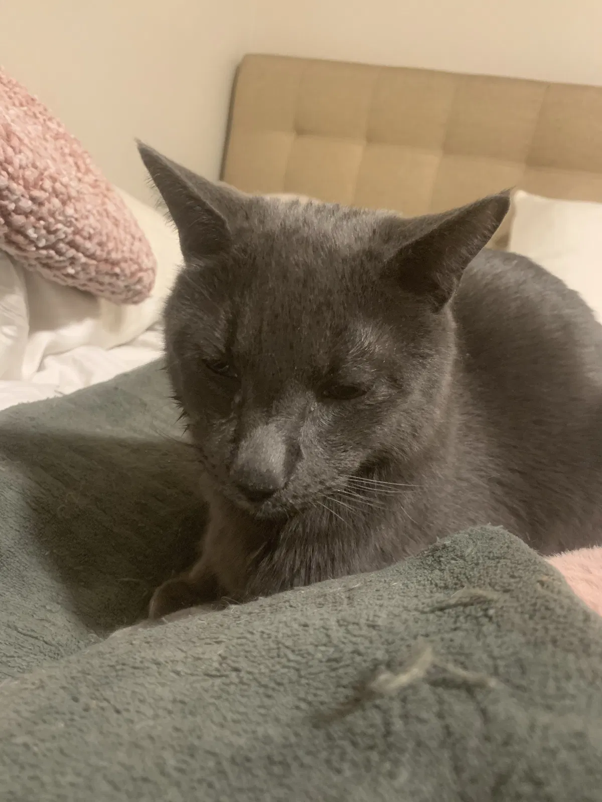 Lost cat in Orlando, FL, 32803