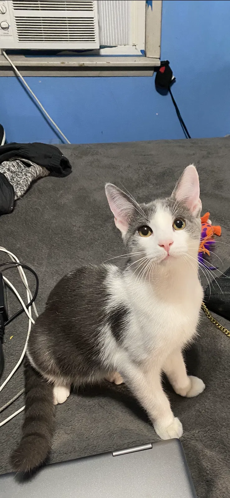 Lost cat in Collinsville, IL, 62234