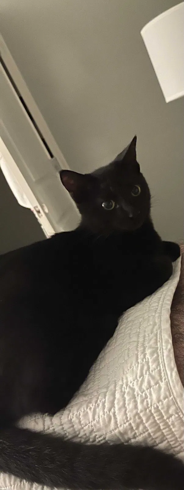Lost cat in Wichita, KS, 67208