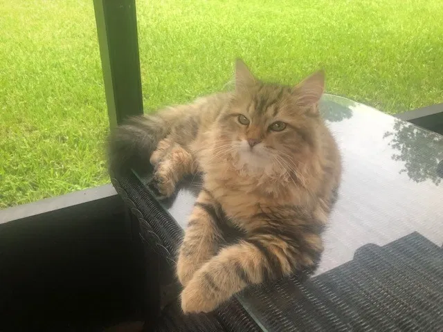 Lost cat in Jacksonville, FL, 32223