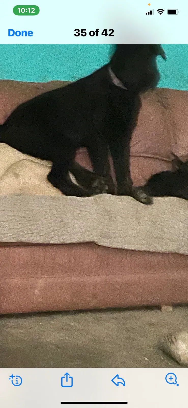 Lost dog in Sunbright, TN, 37872