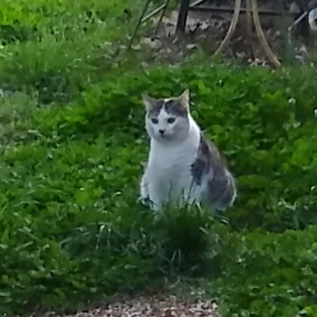 Lost cat in Newnan, GA, 30263
