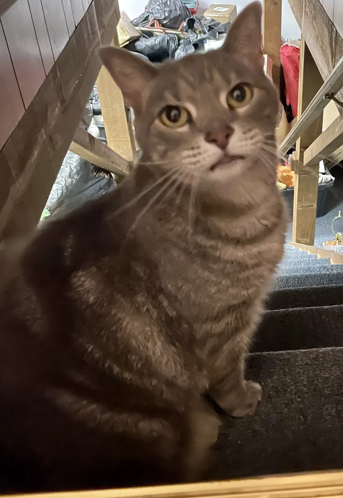 Lost cat in Pottstown, PA, 19465