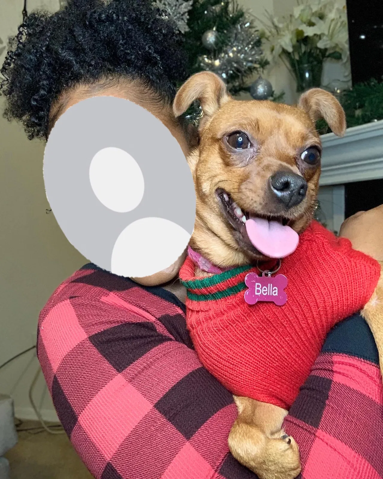 Lost dog in Dallas, TX, 75243