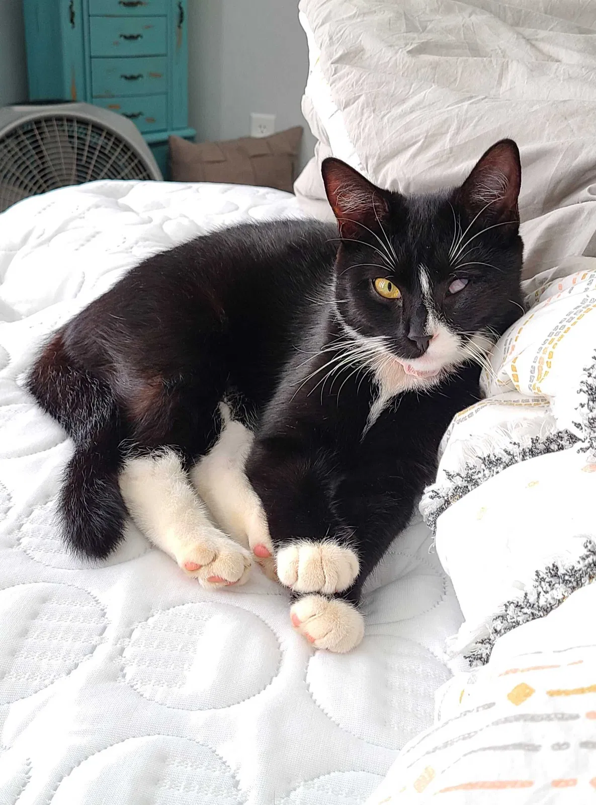 Lost cat in Graniteville, SC, 29829