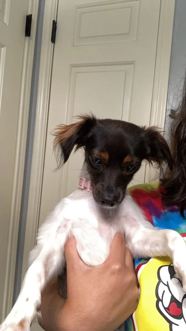 Lost dog in Houston, TX, 77084