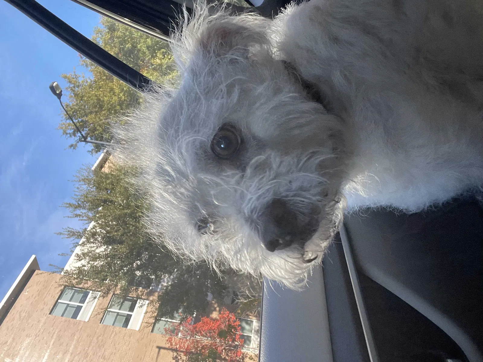 Found dog in Mount Pleasant, SC, 29464