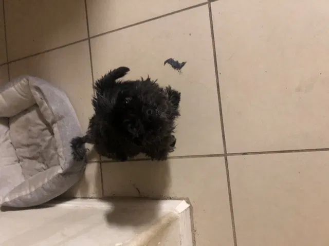 Lost dog in Houston, TX, 77082