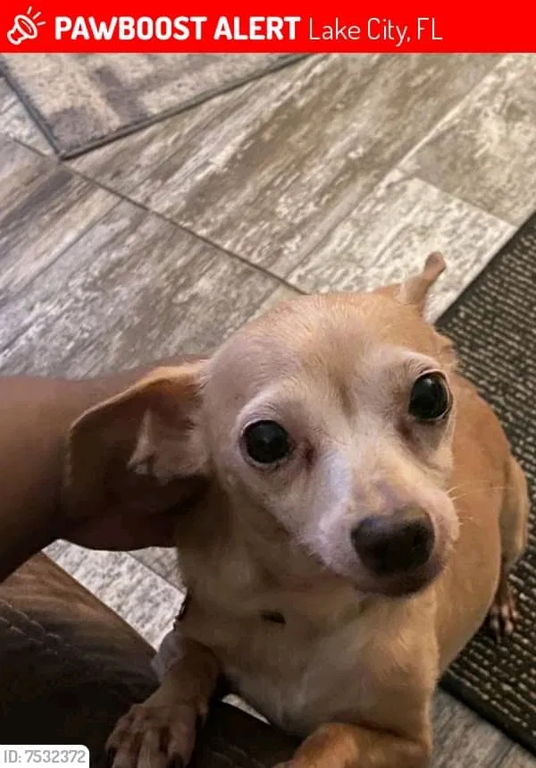 Lost dog in Lake City, FL, 32055