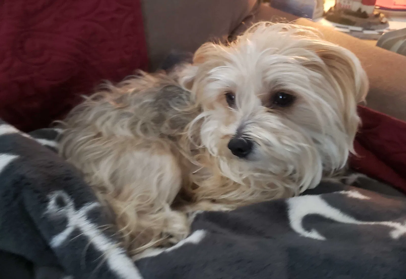 Lost dog in Flowery Branch, GA, 30542