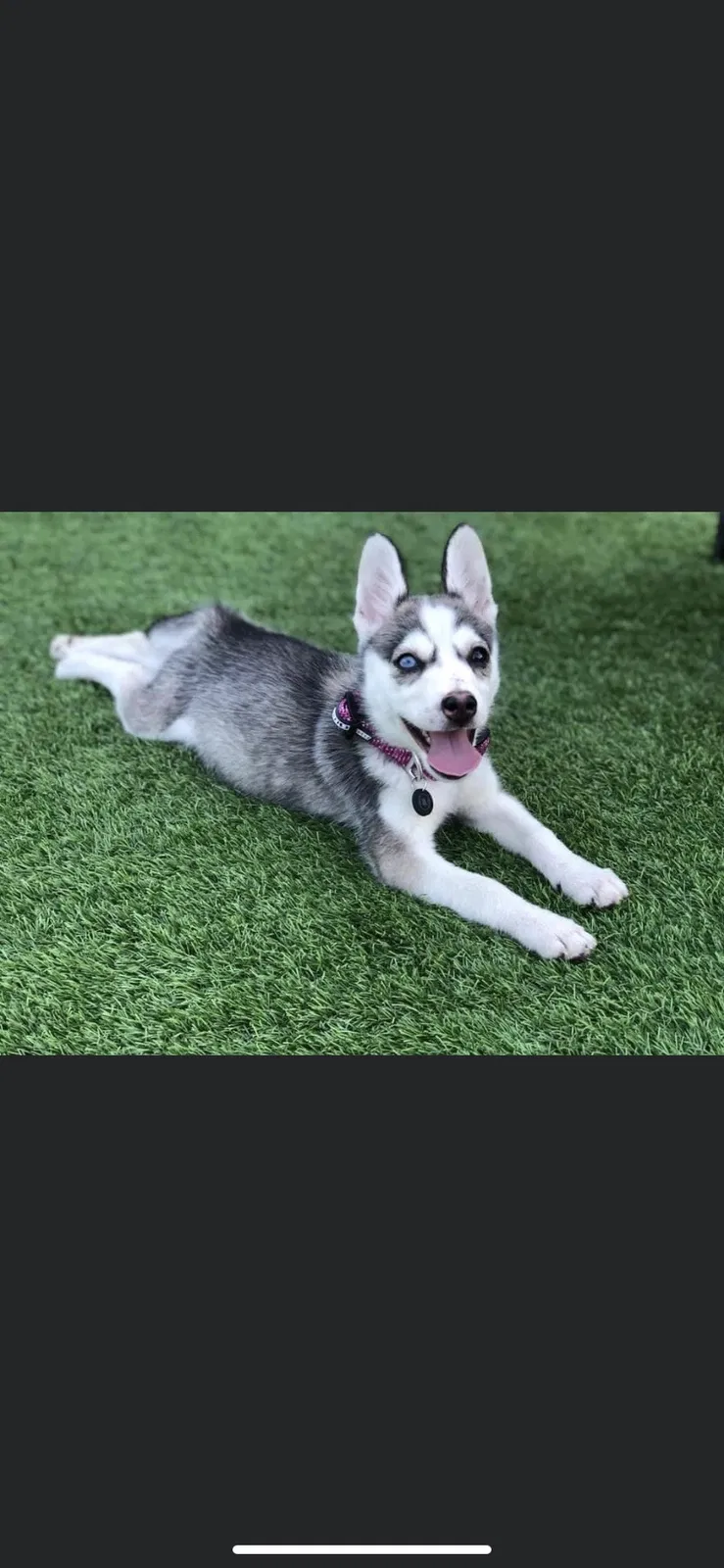 Lost dog in Lemoore, CA, 93245
