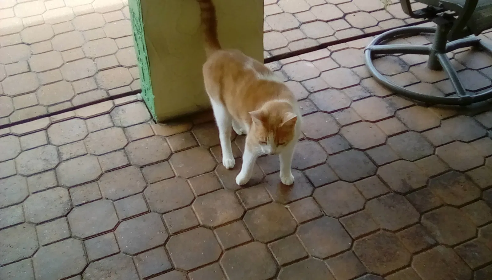 Lost cat in Cape Coral, FL, 33990